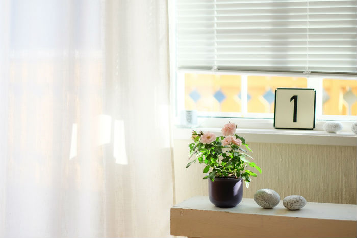 home summer makeover plants