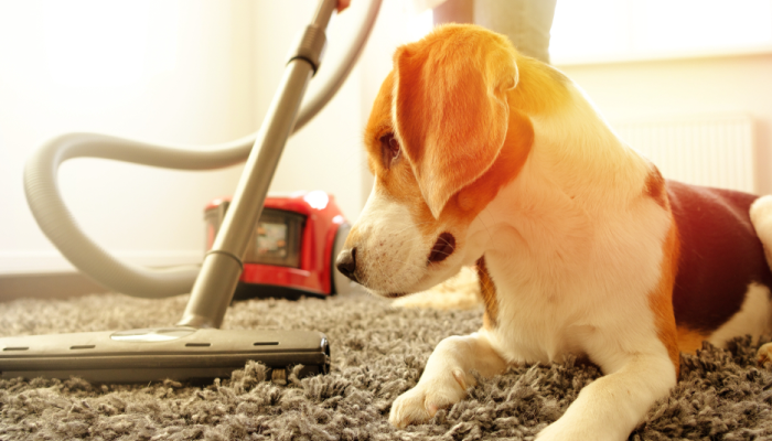 how to remove pet hair from furniture