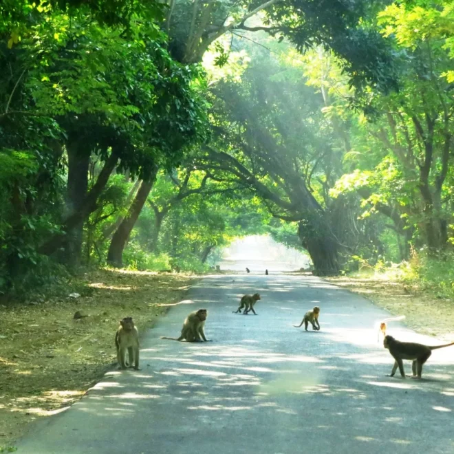 Sanjay Gandhi National Park: History, Key Attractions & Tips