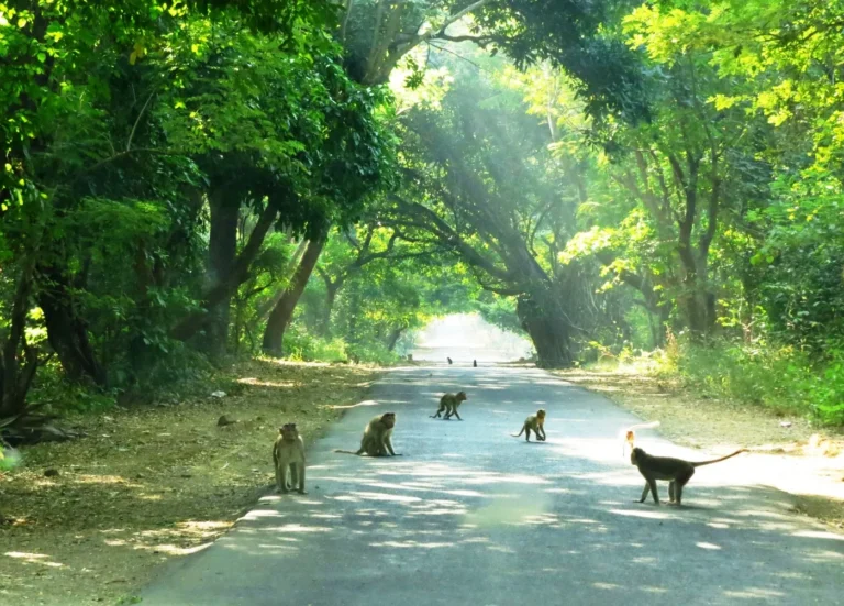 Sanjay Gandhi National Park: History, Key Attractions & Tips