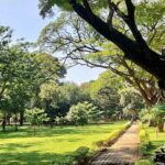 Cubbon Park In Bangalore: Things To Do, Timings, Entry Fee