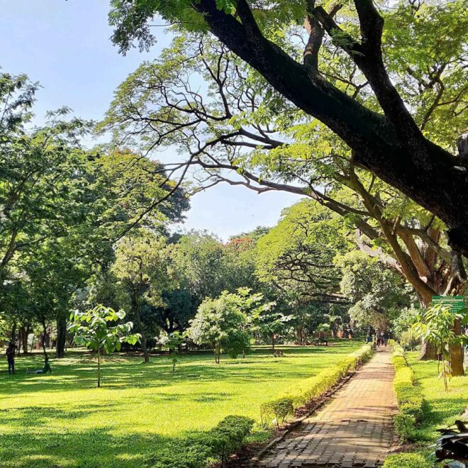 Cubbon Park In Bangalore: Things To Do, Timings, Entry Fee