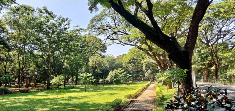 Cubbon Park In Bangalore: Things To Do, Timings, Entry Fee